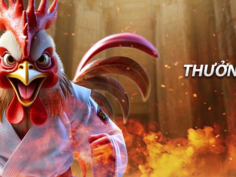 Gà chiến Thomo sẵn sàng thi đấu